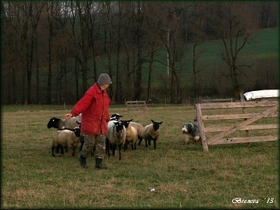 Arisa s ovečkami ...