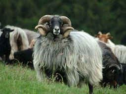 vesov ovce